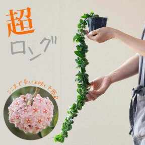 観葉植物 今月のおすすめ！ホヤ"コンパクタ"のスーパーロング