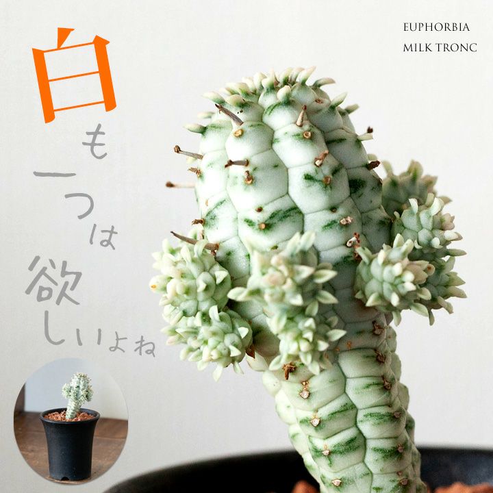 多肉植物ユーフォルビア・ミルクトロン（別名：白樺麒麟（シラカバキリン））（今月の植物）のサムネイル