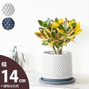 【おしゃれな植木鉢】ツヤ感、模様もGoodな陶器鉢(14cm)模様 格子模様 植木鉢 陶器 ホワイト ネイビー 白 紺 観葉植物 鉢 観葉植物の鉢 植え替え 鉢...