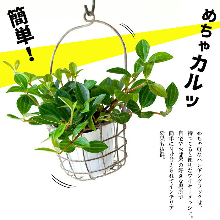 お届け内容 ハンギングポットカバー×1※植物は別売り サイズ目安 (1) 受け部：内径11cm (2) 受け部：高さ9cm (3) 全高さ：25.5cm ※全幅は14.5cm アイアン素材。錆を付け、JUNKなテイストを演出しています。（アンティーク加工） 重量は200g前後。軽いので、気兼ねなく吊るせます。 2.5号〜3.5号サイズの植物に！ 関連商品 ■必需品！同梱にお勧め！S字フック ■似合いますよ！ポトスボール ■同じテイストで絞り込む 店長コメント これ、持っておくと便利です！ 「植物を吊るしたい」と思っても、「鉢はどうする？」「重さは大丈夫？」などなど、意外に考える事は多いもの。 そんな時には、これを使ってみて！ メッシュの鉢カバー。不思議なもので、これだとポット苗のまま入れてもお洒落に見える。 多肉植物、ツル性植物なんかとも相性バッチリ！ エアープランツを入れても面白いかも！ 使い勝手のいいサイズ感。お勧め商品です！ 注意事項 アンティーク加工が施されています。アイアンの錆は、故意に付けてあります。 配送料 こちらは「通常送料」商品です。 送料はコチラ 備考 【同梱おすすめ】