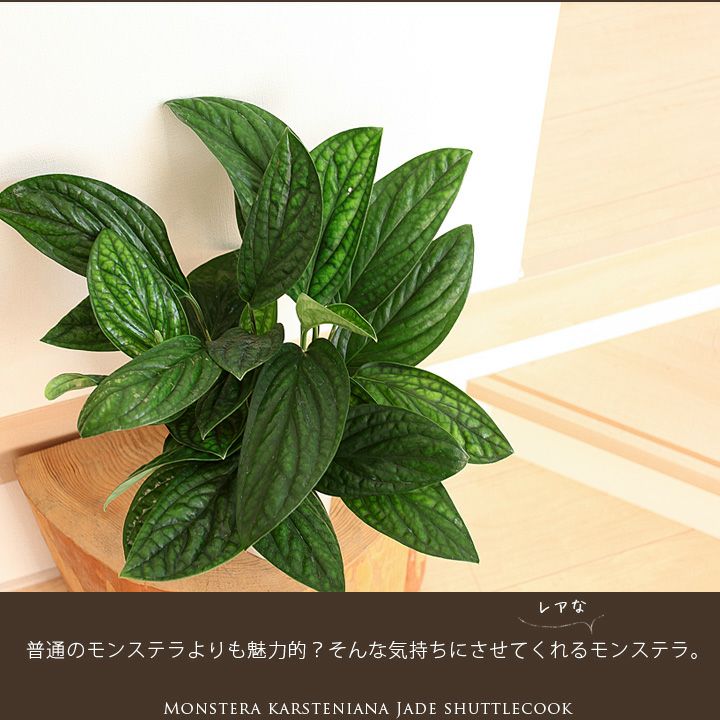 【お届けは9/4〜】めずらしいモンステラ・ジェイドシャトルコック観葉植物インテリア(今月の植物)