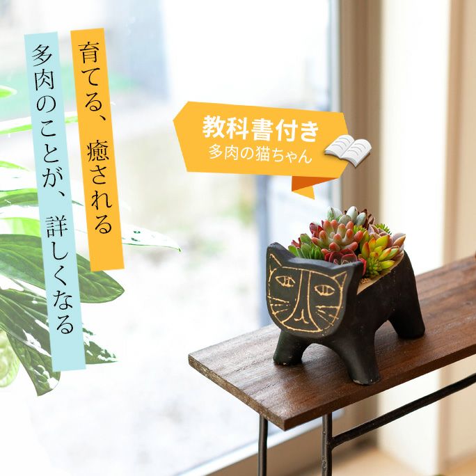 【送料無料】多肉の猫ちゃん「教科書」付き！多肉植物 寄せ植え 鉢植え セダム属 クラッスラ属 グラプトベリア属 エケベリア属 コチレドン属 カランコエ属 ギフト 誕生日 プレゼント クリスマスのサムネイル