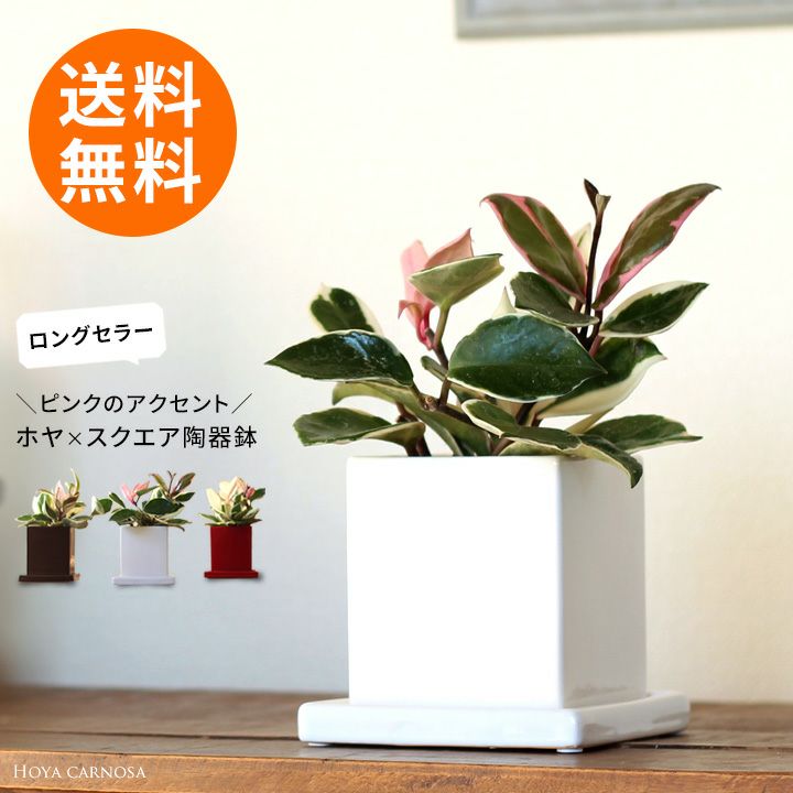 【送料無料】育てやすい観葉植物「ホヤ・カルノーサ」