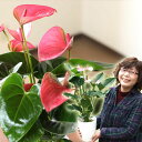 名人・小松さんのアンスリューム特秀品(今月の植物）