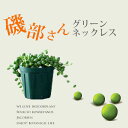 ぷりっプリで超可愛い、名人・磯部さんのグリーンネックレス2.5苗×1(今月の植物）
