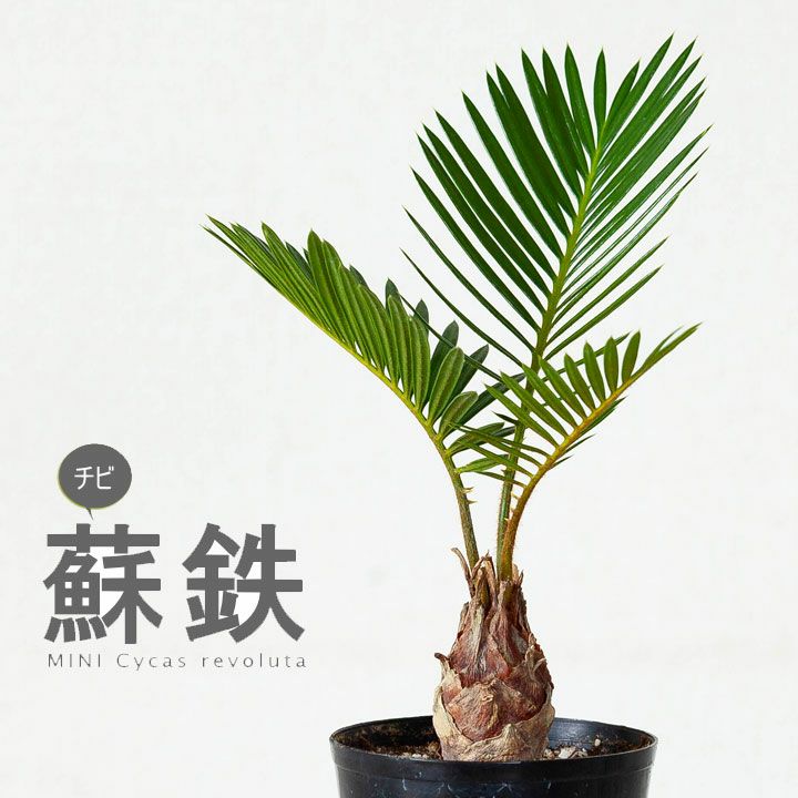 ソテツ ミニなのに本格派。四年ものソテツ（蘇鉄）ソテツ 鉢 観葉植物 ミニ 小さい 苗 ミニ ポット 空気浄化 ミニサイズ コンパクト 育て方 耐寒 葉の形 耐陰 2.5号苗 小型 コンパクト 育成 オフィスグリーン 植え替え