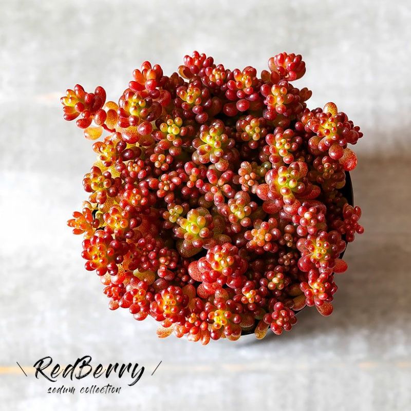 美しい多肉植物セダム・レッドベリー観葉植物 赤 紅葉 ゼリービーンズプラント 鉢植え 植え替え ポット