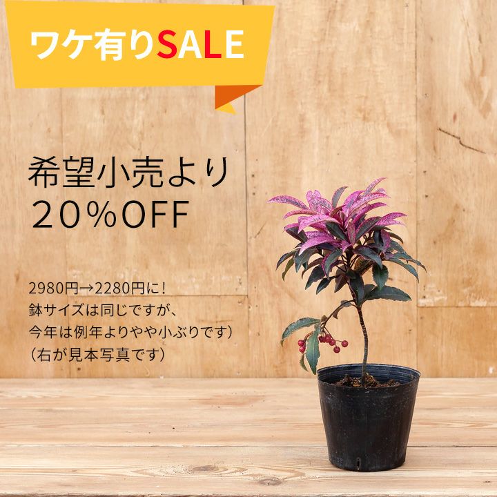 【訳有りSALE】人気の万両「紅孔雀」。実付きです！4.5号苗 屋外植物 苗 植え替え 寄せ植え 庭木 玄関 マンリョウ