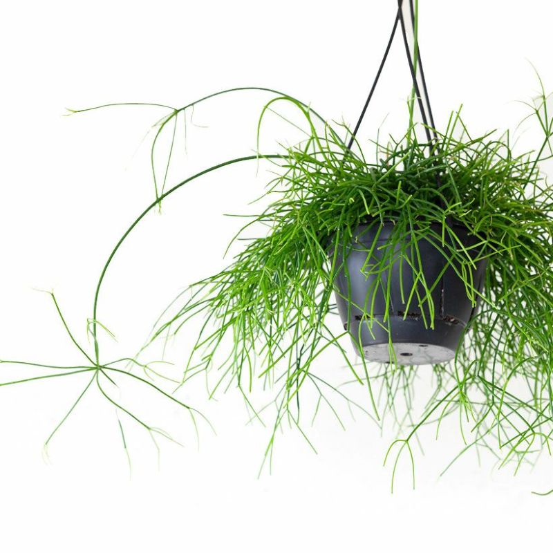 リプサリス・カシエロ観葉植物 紐サボテン 吊るす 吊り下げ 室内 おしゃれ 種類のサムネイル