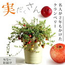【予約品・お届けは9/5〜】実がた〜くさん付いたクランベリー果樹苗 玄関 庭 ベランダ ベリー 果樹 苗 苗木 敬老の日 ツルコケモモ つるこけもも 廣瀬 観賞...