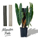 連結して長く伸ばせる!植物の登り棒モンスターポール(50cm)※鉢は商品に含まれません。