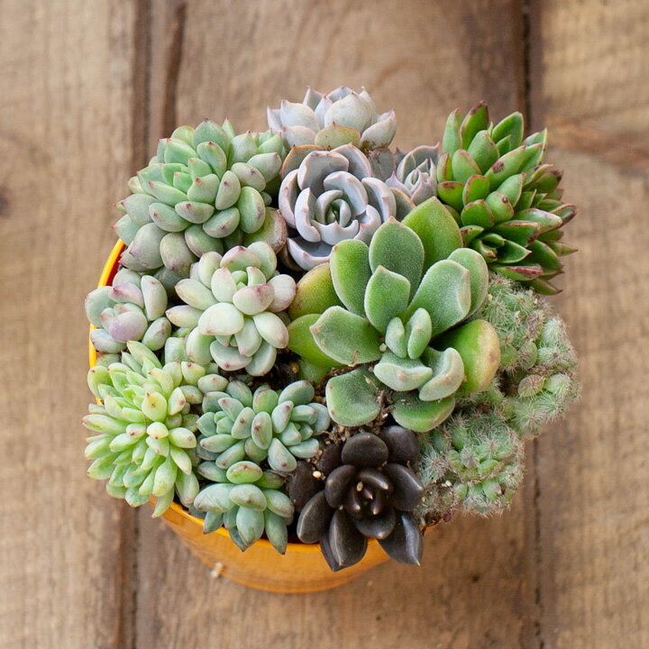 多肉植物の寄せ植え・3号ポット※カラーPOT（色お任せ）のオマケ付き！のサムネイル