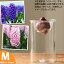 花も綺麗ですが,「花が咲くまで」がいいんデス!球根デビューしちゃおうかな♪ヒヤシンス(水栽培用球根)とガラス花瓶(Mサイズ)のセット【ヒアシンス フラワーベース】