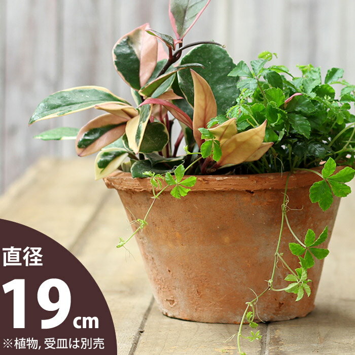 モスポット浅鉢（直径19cm/高さ12cm)【おしゃれな植木鉢】