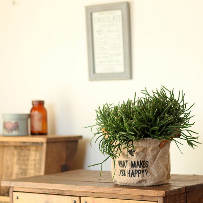 【送料無料】ジュートの鉢カバー付きだから、そのままお洒落に飾れる！人気の紐サボテン（リプサリス）【各 ...