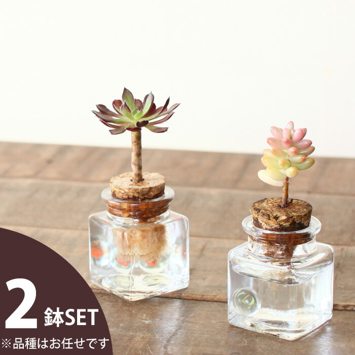 リビング 買ってよかったもの 多肉植物 ガラス瓶 水耕栽培 などのインテリア実例 11 14 10 40 55 Roomclip ルームクリップ リビング 買ってよかったもの 多肉植物 ガラス瓶 水耕栽培 などのインテリア実例 11 14 10 40 55 Roomclip ルームクリップ