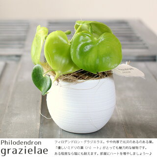 ミニ観葉植物便利なのはコレ ミニ観葉植物便利なのはコレ