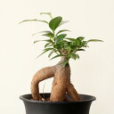 まるで大木のような！癒しのミニ観葉植物ガジュマルの木 4号鉢×1【人参がじゅまる 根上り】
