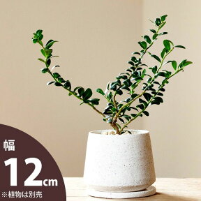 【おしゃれな植木鉢】マット調・石の質感。素敵な陶器鉢（12.5cm）植木鉢 陶器 観葉植物 植え替え 鉢カバー おしゃれ 室内 白 ホワイト 3号 3.5号 丸い 鉢 鉢植え 土 ガーデニング 屋内 小さい モダン 小さめ ミニ ミニ鉢 室内 おしゃれ ギフト プレゼント お祝い