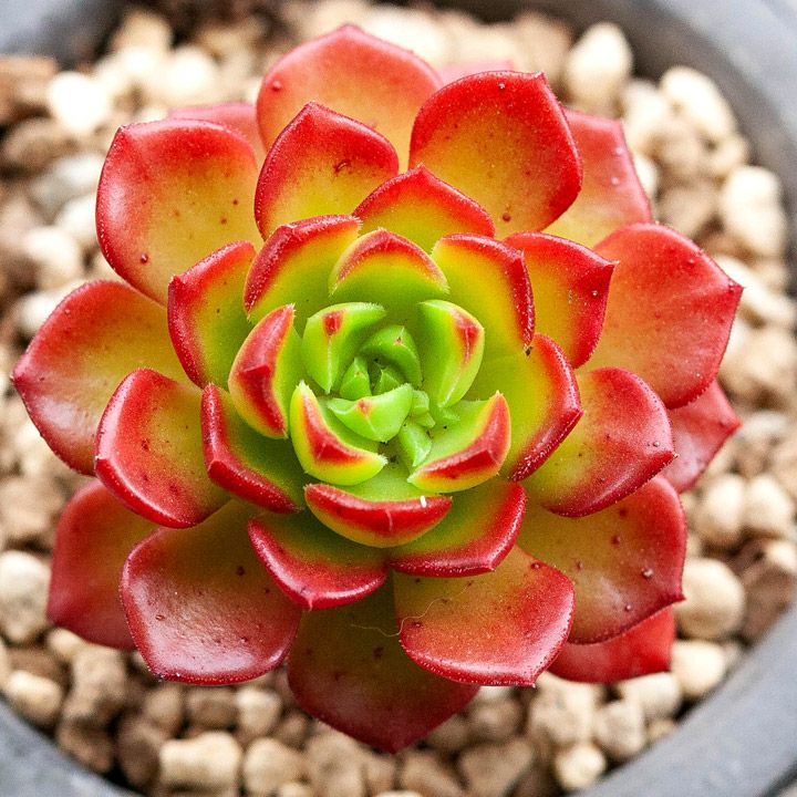 多肉植物セデベリア・レディジア（万華鏡）のサムネイル