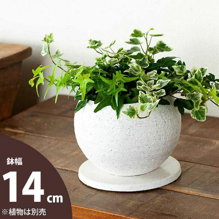 【植木鉢】人気のボール鉢 他より風合い良いです 14cm 植木鉢 陶器 陶器鉢 観葉植物 植え替え 鉢カバー 3号 3.5号 4号 ボール 丸い 白 ホワイト アイボリー おしゃれ おしゃれな植木鉢 室内 鉢…