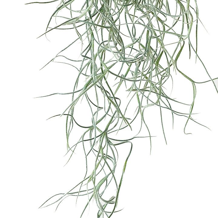 チランジア・ウスネオイデス（スパニッシュモス）観葉植物　エアープランツ　吊るす植物　インテリア