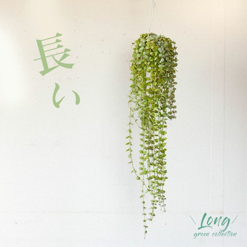 ディスキディア・ヌンムラリア（2.5号ワサワサ株）観葉植物　吊り下げ　ハンギング　吊るすグリーンのサムネイル