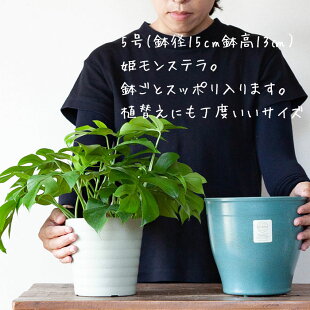アメリカ生まれの植木鉢「エコフォームズ」(15cm)