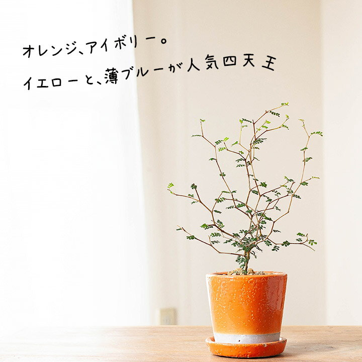 室内にも置けるおしゃれな植木鉢を紹介 激安のお買い得品から大型まで 農業 ガーデニング 園芸 家庭菜園マガジン Agri Pick 室内にも置けるおしゃれな植木鉢を紹介 激安のお買い得品から大型まで 農業 ガーデニング 園芸 家庭菜園マガジン Agri Pick