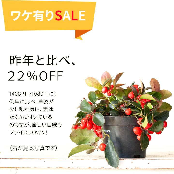 数量限定・訳有りSALE！新しいゴテリア「ラッキーベリー」（今月の植物）