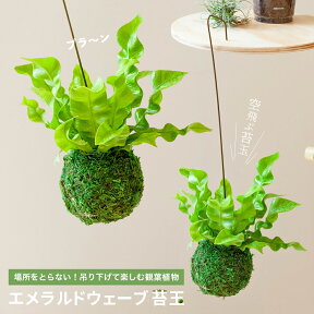 吊り下げ観葉植物 エメラルドウェーブ苔玉 吊るすインテリアグリーン ぶら下げ コケ玉 アスプレニウム タニワタリ シダ植物 常緑 育てやすい 小さめ 場所をとらない おしゃれ お祝い ギフト