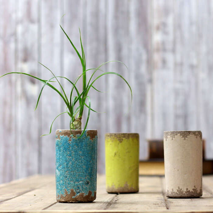 おしゃれな植木鉢 煙突のようなstyleに ゴツゴツとした風合い インテリアとしても最高 サボテン 多肉植物にお勧め Junkテイスト陶器鉢 直径7cm 排水 穴無し 植物は商品に含まれません のレビュー クチコミとして参考になる投稿7枚 Roomclip ルームクリップ おしゃれな植木鉢 煙突のようなstyleに ゴツゴツとした風合い インテリアとしても最高 サボテン 多肉植物にお勧め Junkテイスト陶器鉢 直径7cm 排水 穴無し 植物は商品に含まれません のレビュー クチコミとして参考になる投稿7枚 Roomclip ルームクリップ