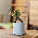 お洒落さんに人気の植木鉢!食器メーカーが作った、上品で硬い、「いい感じ」の陶器鉢【Sサイズ(直径9cm×高さ8cm)】【白マット 黒マット 022】