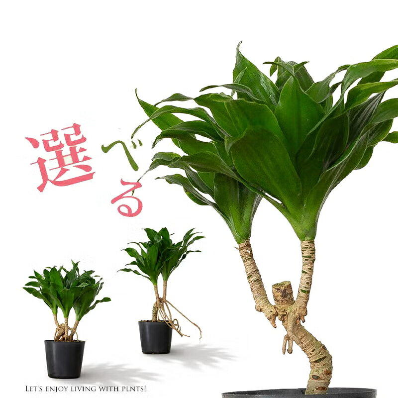 楽天市場】ドラセナ ドラコ（観葉植物｜花・観葉植物）：花・ガーデン