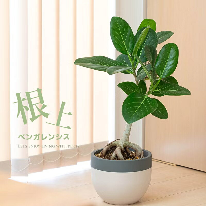 楽天市場】観葉植物フィカスの通販