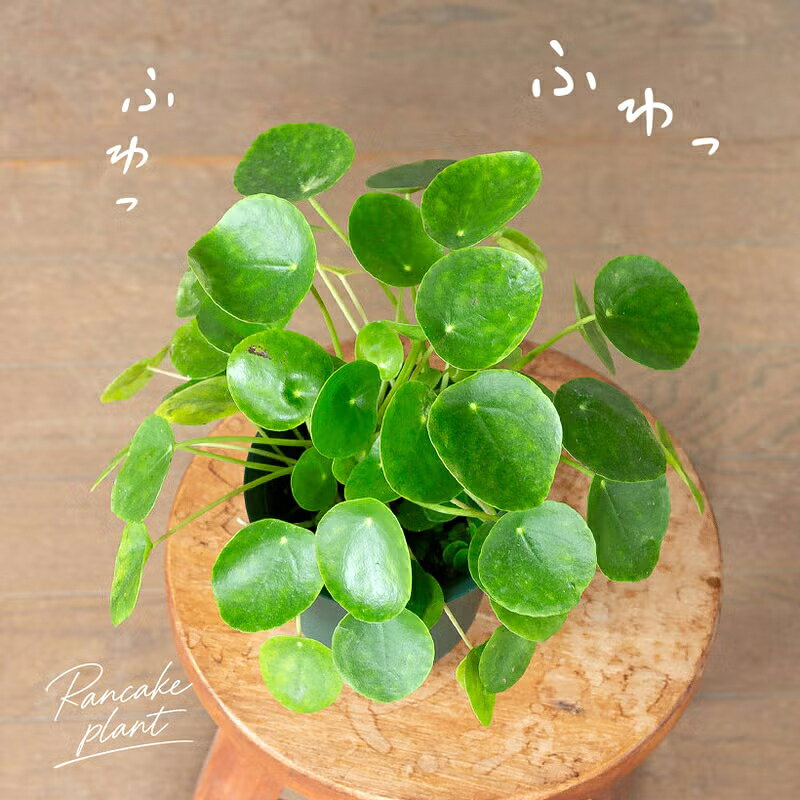 楽天市場】ビロウ（花・観葉植物｜花・ガーデン・DIY）の通販