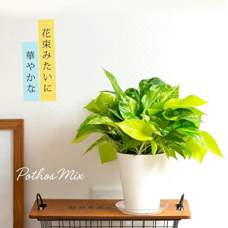 楽天市場】ポトス（種類（植物）ポトス）の通販