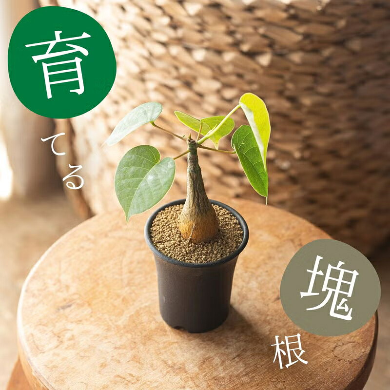 現品　ボンバックス　43番　塊根植物　観葉植物　卓上　インテリアグリーン 楽天市場】ボンバックス（観葉植物｜花・観葉植物）：花・ガーデン