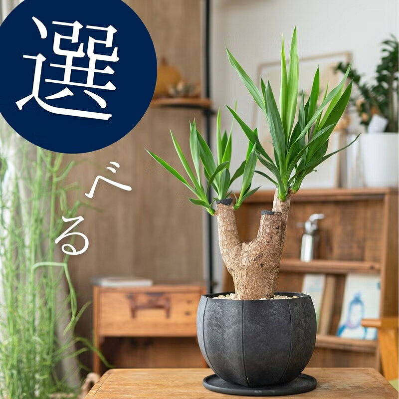 楽天市場】エレファントイヤー（花・観葉植物｜花・ガーデン・DIY）の通販