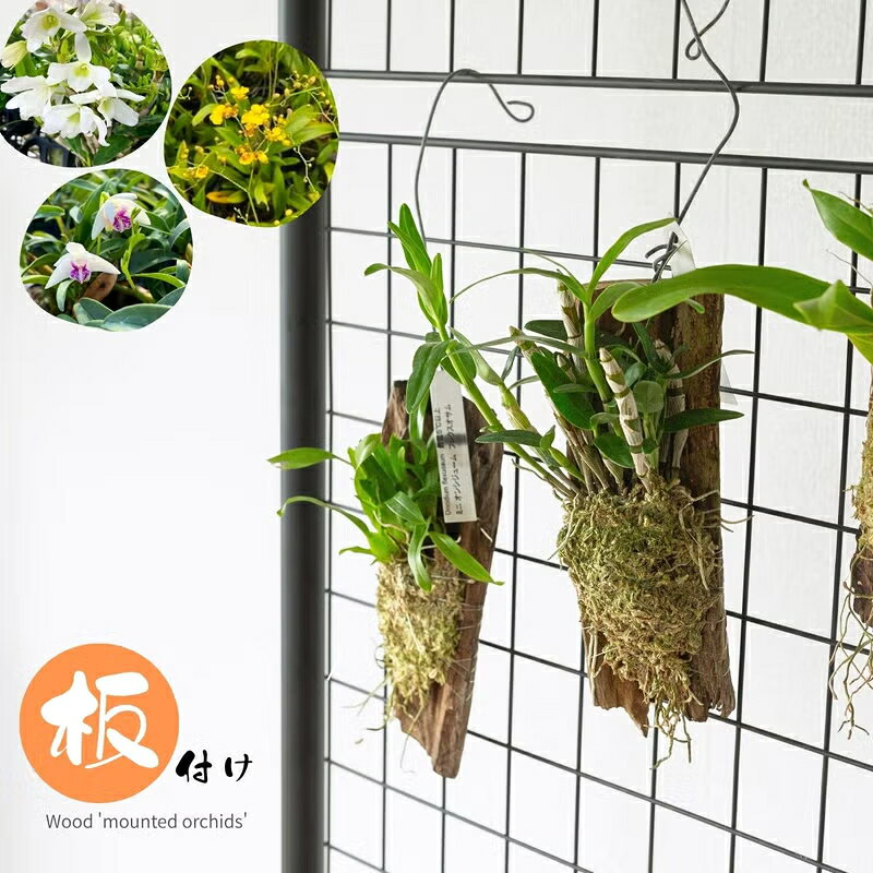 楽天市場】着生ラン（花・観葉植物｜花・ガーデン・DIY）の通販