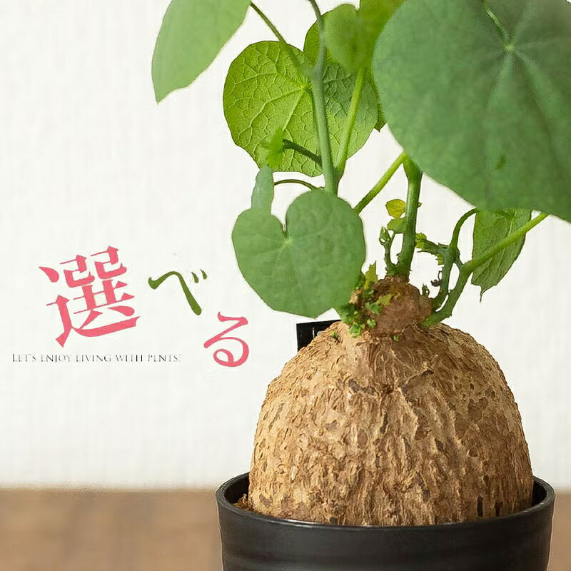 【初心者でも育てやすい】塊根植物ステファニア・セファランタ（好きな個体を選べます！）写真現品 観葉植物 多肉植物