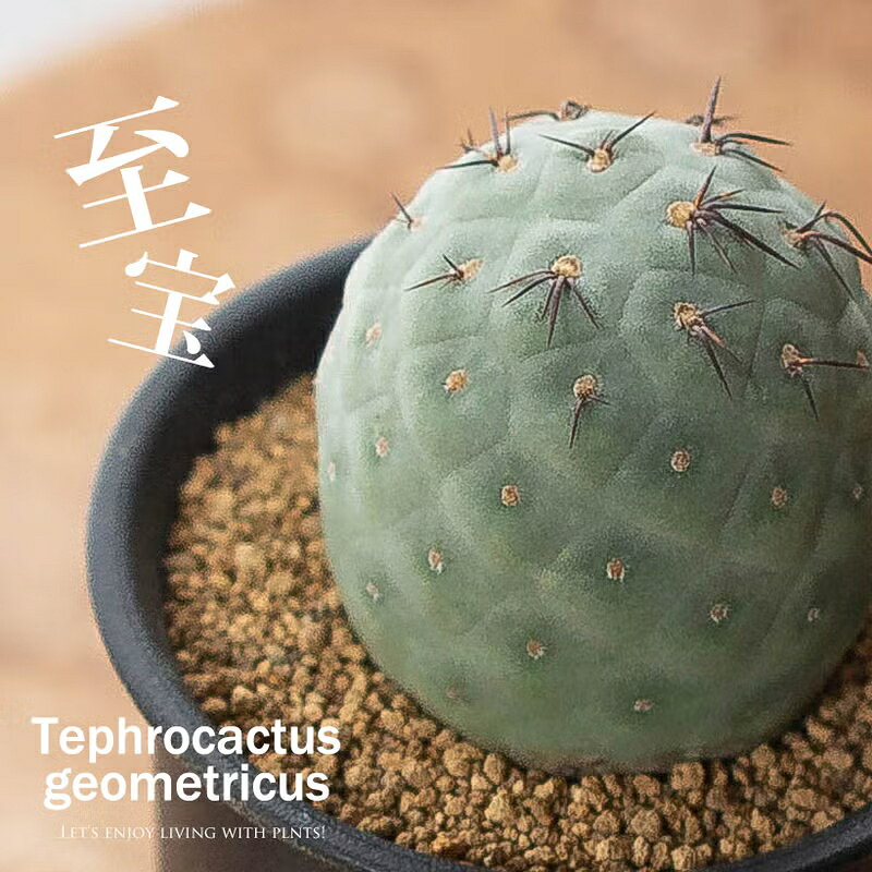 楽天市場】テフロカクタス（花・観葉植物｜花・ガーデン・DIY）の通販