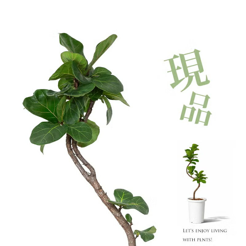 樂天商城 - 「写真現品」フィカス リラータ（カシワバゴム）：すっきり飾れるシンプル樹形観葉植物 床置き おしゃれ リビング オフィス 1点もの