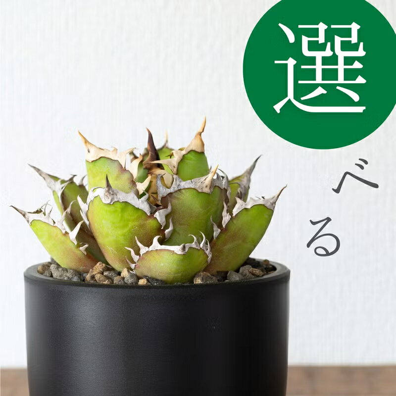 樂天商城 - 【写真で選べる】アガベ・レッドキャットウィーズル（4号）写真現品 観葉植物 赤猫 オテロイ