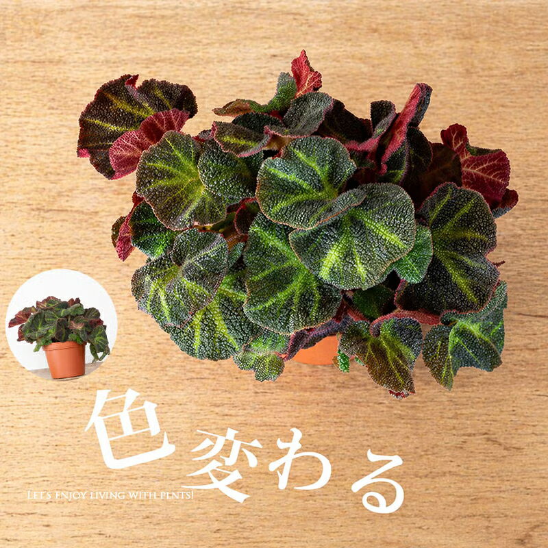 樂天商城 - 色が変わる根茎性ベゴニア「ソリムタータ」観葉植物 3.5号鉢 葉色 変化 おしゃれ