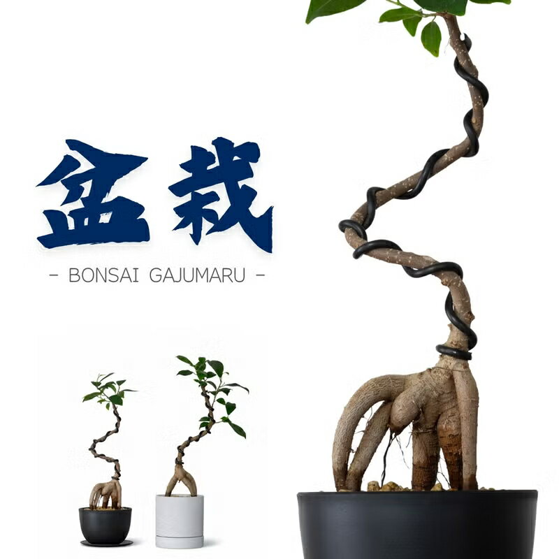 【鉢が選べる】盆栽屋さんが作った、曲がりガジュマル観葉植物 幹曲がり 鉢植え 室内 インテリア 小さい おしゃれ ギフト プレゼント 誕生日 インテリアグリーン ガーデニング オフィス リビング 鉢 おしゃれ 人気 ミニ観葉 グレー ブラック