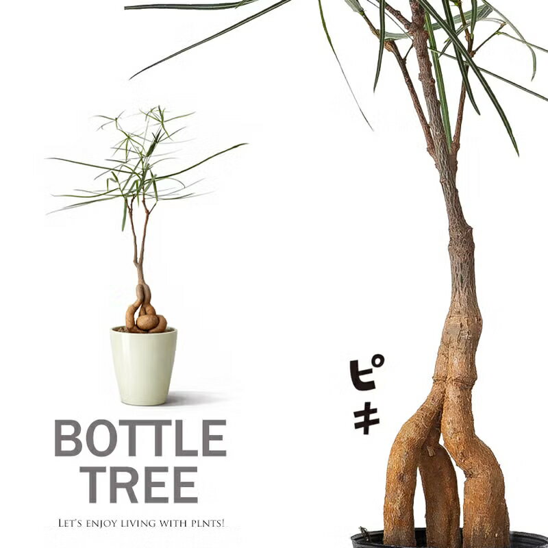 面白い、可愛らしい、ボトルツリー【幹の動きが際立つ5号サイズ】ブラキチトン R(ボトルツリー） ブラキキトン ルペストリス 観葉植物 おしゃれ 個性 室内 幹太 苗 インテリア ユニーク 植物 リビング ダイニング 床置き 部屋 植え替え 鉢植え 塊根