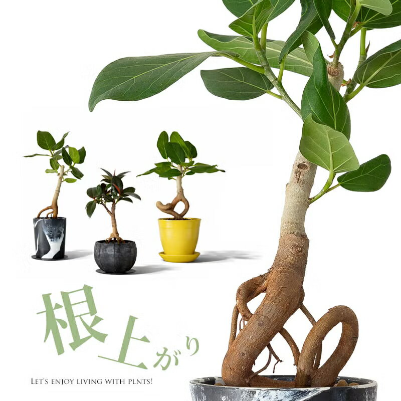 樂天商城 - 【写真現品】「根上がり」フィカスを、お洒落な鉢で。観葉植物 おしゃれ 1点もの 室内 リビング オフィス 鉢植え