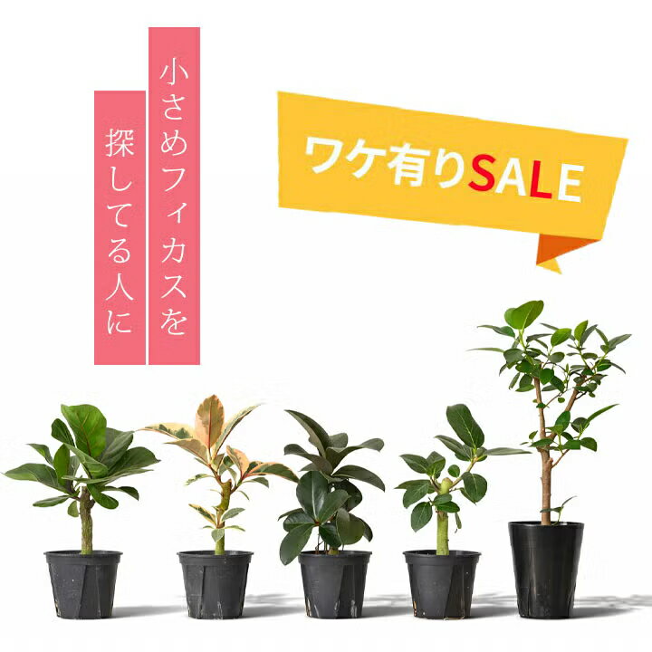 樂天商城 - 【訳有りSALE】流通少ない！「幹がしっかりした」4号フィカス（ゴムの木）が・・・観葉植物 室内 インテリア おしゃれ ベンガレンシス ソフィア カシワバゴム バンビーノ ティネケ フランスゴム ギフト プレゼント 誕生日 インテリアグリーン オフィス リビング