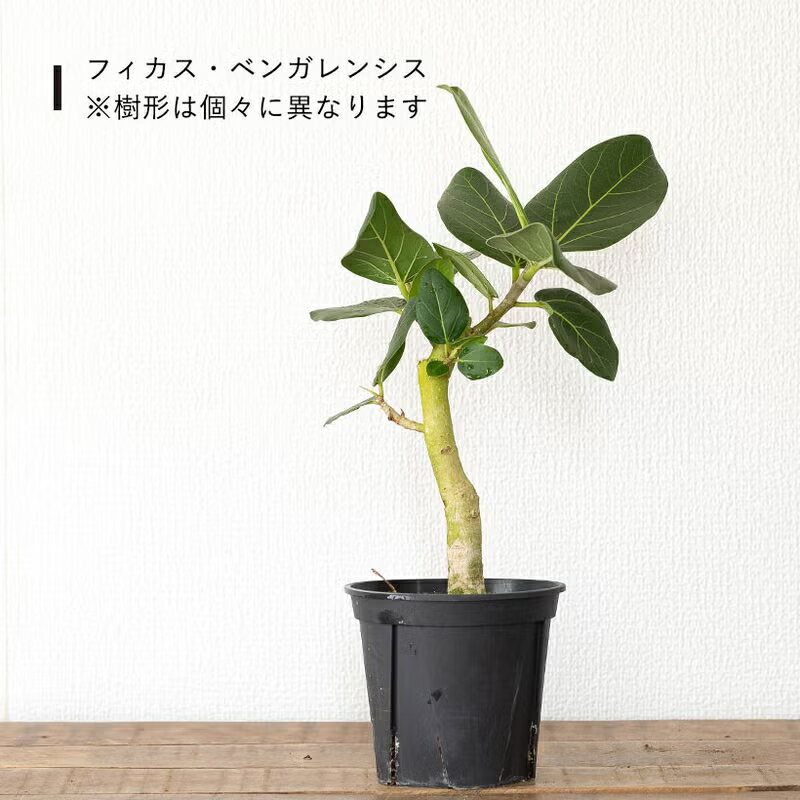 楽天市場】フィカス 4号の通販